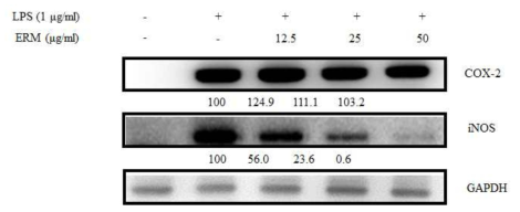 Western blot