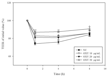 Oxyresveratrol이 tight junction 유지 효과에 미치는 영향.