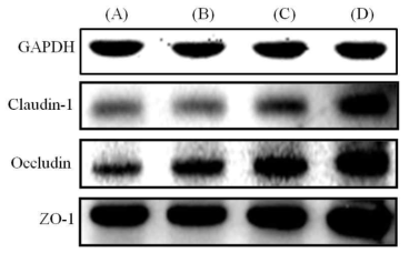 (A) Negative control (NC); (B) OXY 10 μg/ml; (C) OXY 20 μg/ml; and (D) OXY 30 μg/ml.