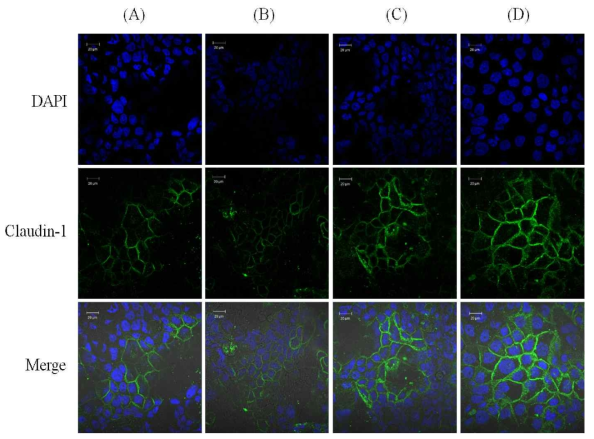 Caco2 세포의 Claudin 1 ICC 염색 결과