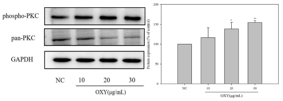 Oxyresveratrol의 PKC 경로 인산화 변화.