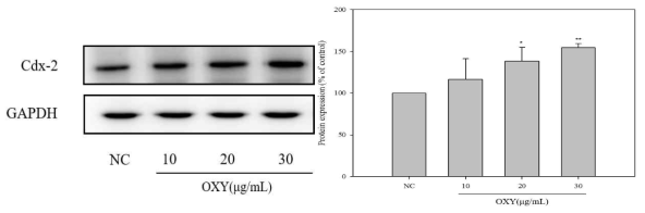 Oxyresveratrol의 Cdx-2 단백질 발현량 변화.