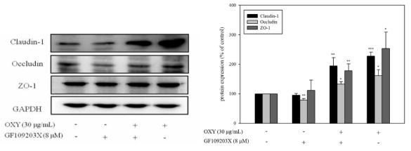 PKC 경로억제제의 tight junction 관련 단백질 (Claudin 1, Occludin, ZO-1)의 발현량 변화.
