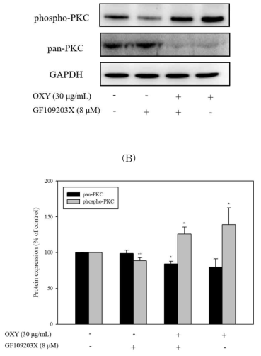 PKC 경로억제제의 PKC 경로 인산화정도의 변화.