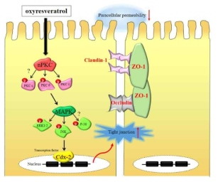 Oxyresveratrol 에 의한 세포간극의 강화 기전