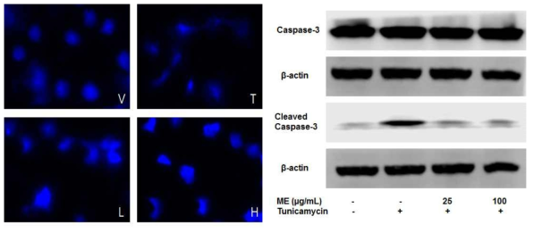Effect of ME on tunicamycin-induced apoptosis in NIT-1 cells.