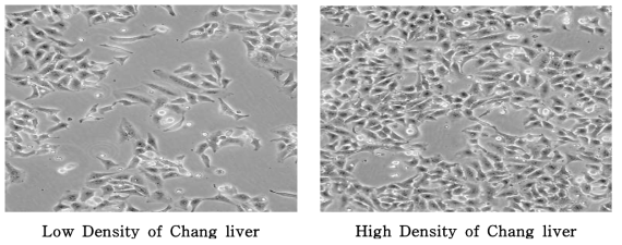 Morphology of Chang Liver cell line
