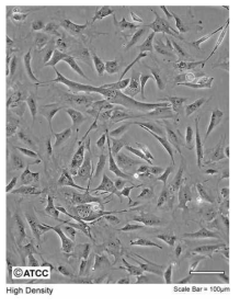 3T3-L1 cell line