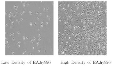 Morphology of EA.hy926 cell line.