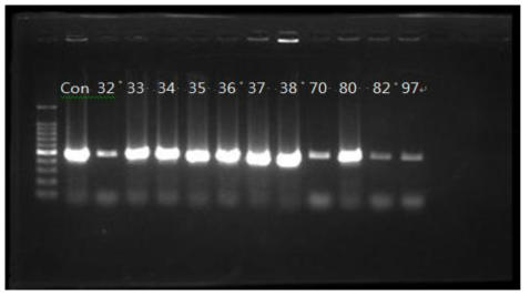 hly A gene에 의한 Listeria monocytogenes confirmation (before storage)