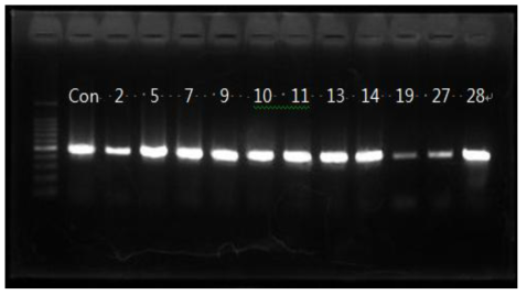 hly A gene에 의한 Listeria monocytogenes confirmation (after storage)