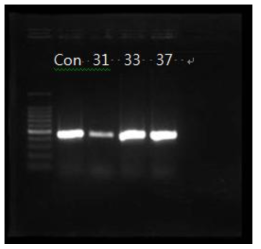 hly A gene에 의한 Listeria monocytogenes confirmation (after storage)