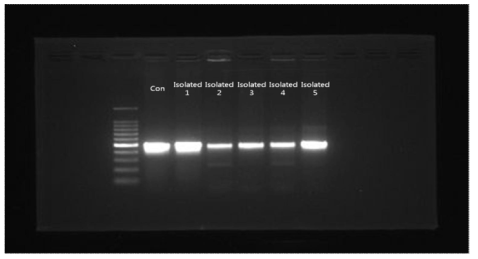 hly A gene에 의한 L. monocytogenes confirmation