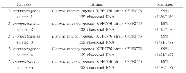 16S rRNA sequencing을 이용한 쇠고기에서 L. monocytogenes 분리균주 동정 결과