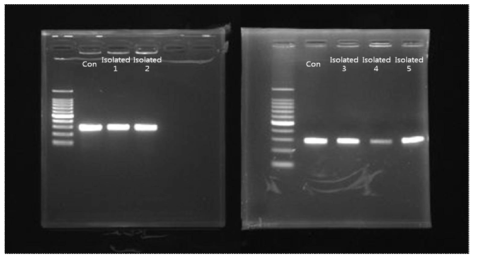 nuc gene에 의한 S. aureus confirmation