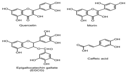 폴리페놀 화합물의 화학적 구조