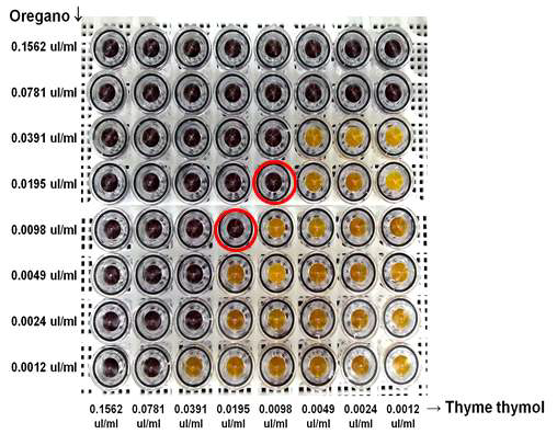 기체 checkerboard assay를 이용하여 thyme thymol 정유와 oregano 정유 조합 처리에 의한 L. monocytogenes cocktail 저해시너지 확인 결과