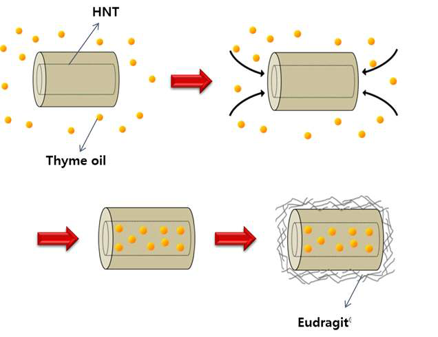 Thyme 정유 포집 HNTs 캡슐 제조 및 eudragit 코팅 모식도