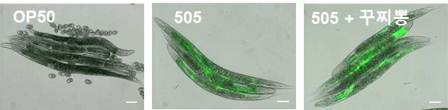 PMK-1::GFP fluorescent fusion protein이 삽입된 transgenic worm을 이용한 프로바이오틱스 또는 신바이오틱스 처리에 따른 C. elegans pmk-1 pathway stimulation 탐색
