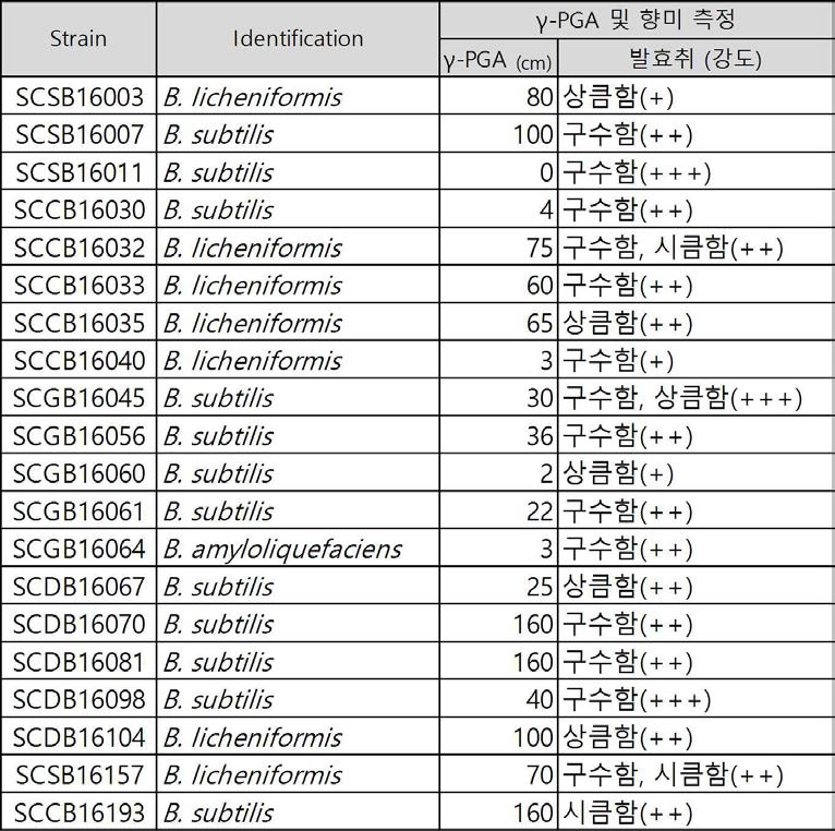 청국장 관능(냄새)과 γ-PGA 생성능 결과