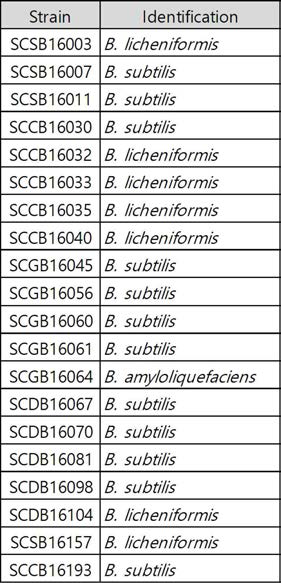 분리된 균주의 16S rRNA 유전자 서열에 의한 동정 결과