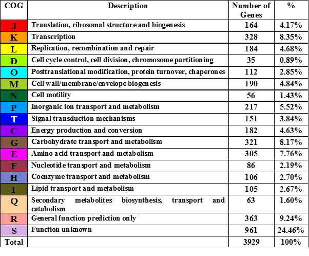 B . licheniformis BL1202의 COG gene 분포