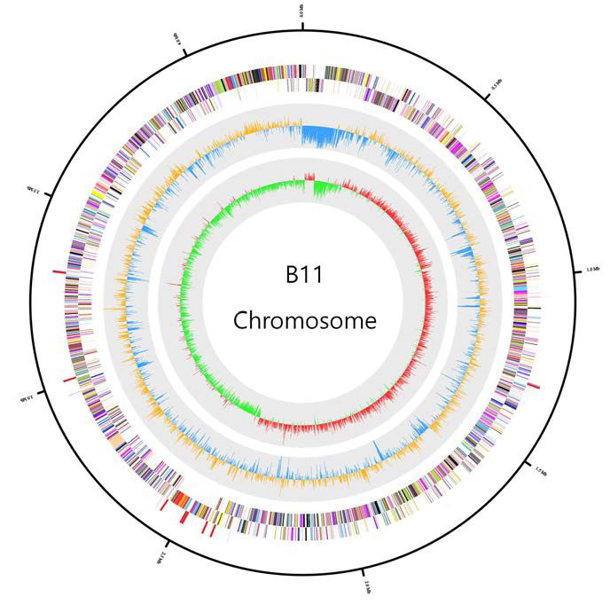 Genomic island (Chromosome), 바깥쪽에서 안쪽방향으로 들어가면서 정방향 CDS, 역방향 CDS, tRNA, rRNA, GC 함량, GC skew 순서