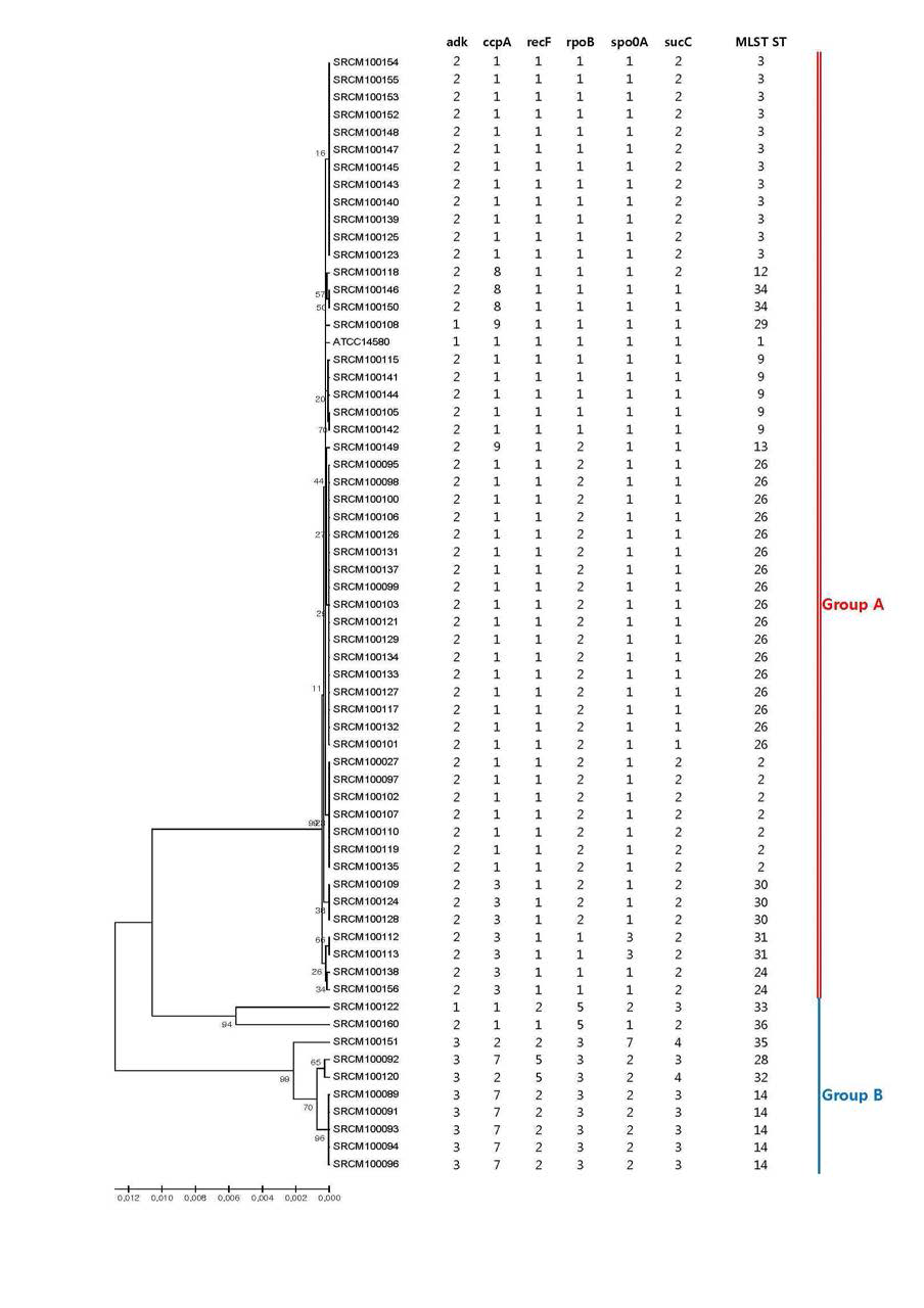 Mliti Locus Sequence Typing (MLST) analysis of Baci llus licheniformis.