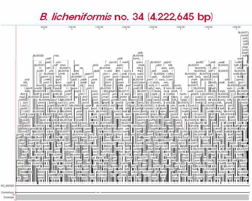 B. licheniformis no. 34 전체 염기서열 분석 결과.