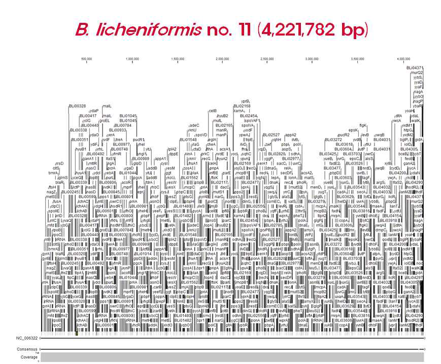 B. licheniformis no. 11 전체 염기서열 분석 결과.