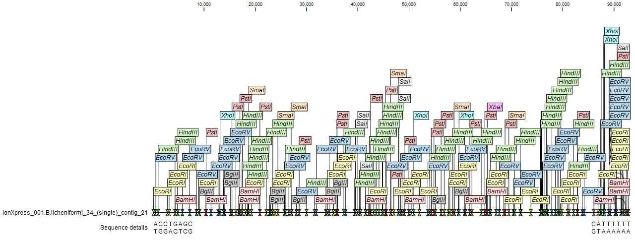 B. licheniformis 34의 contig 58 mapping 결과 N50