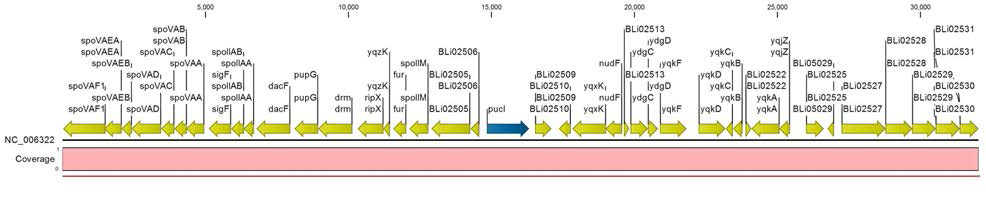 B. licheniformis 34의 contig 58 mapping 결과