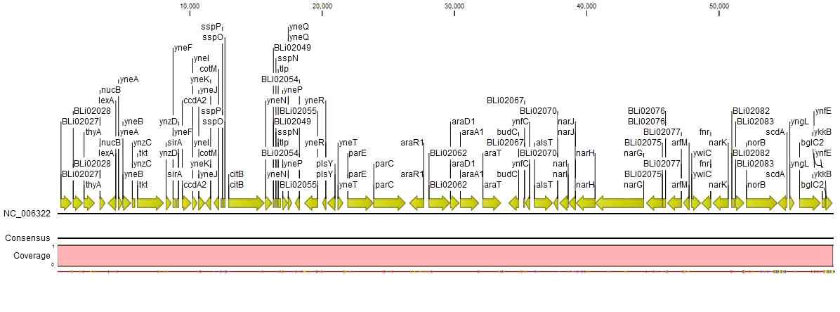 B. licheniformis 34의 contig 21을 reference strain sequence과 mapping한 결과