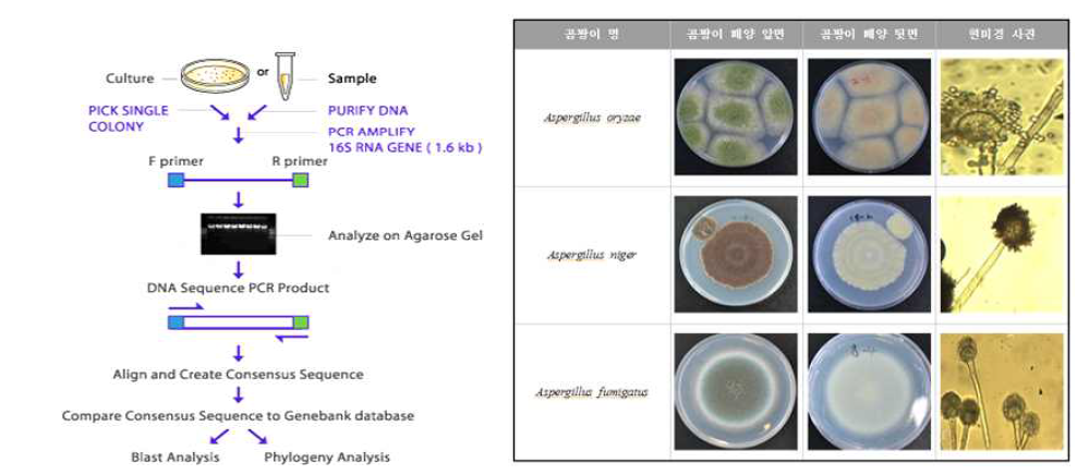 균주 동정 및 식품원료미생물 중 유용곰팡이의 배지상의 성상 및 현미경 사진
