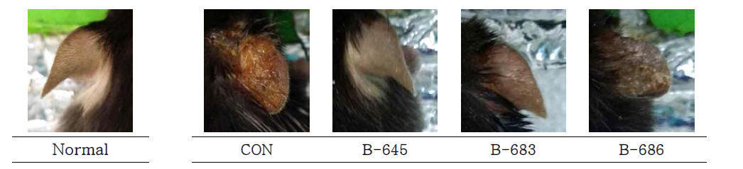C57BL/6 mouse developed chronic skin inflammation and the healing activity of aqueous fraction of Lactobaci llus plantarum J BCC 645, 683, 686 CON ; 0.3% DNFB + D.W group, B-645 ; 0.3% DNFB + JBCC 645 group, B-683 ; 0.3% DNFB + JBCC 683 group, B-686 ; 0.3% DNFB + JBCC 686 group.