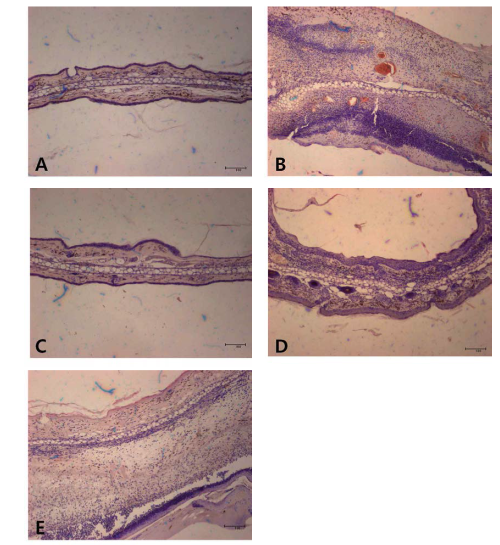 Histochemical analysis of skin epidermis by Lactobaci llus plantarum J BCC 645, 683, 686