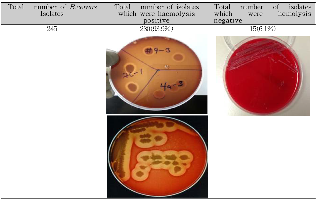장류로부터 분리한 B.cereus 분리균들의 Hamolysis test 결과표