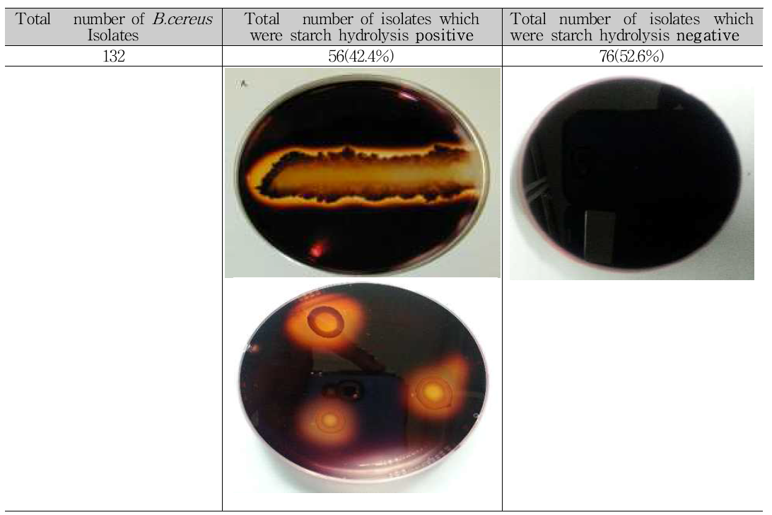 장류로부터 분리한 B.cereus 분리균들의 Starch hydrolysis test 결과표