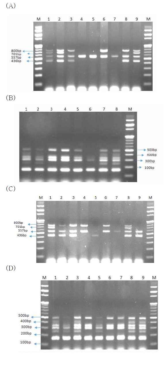 다양한 분리균들의 toxigenic 유전자 존재유무를 확인하기 위한 multiplex PCR 실시 예