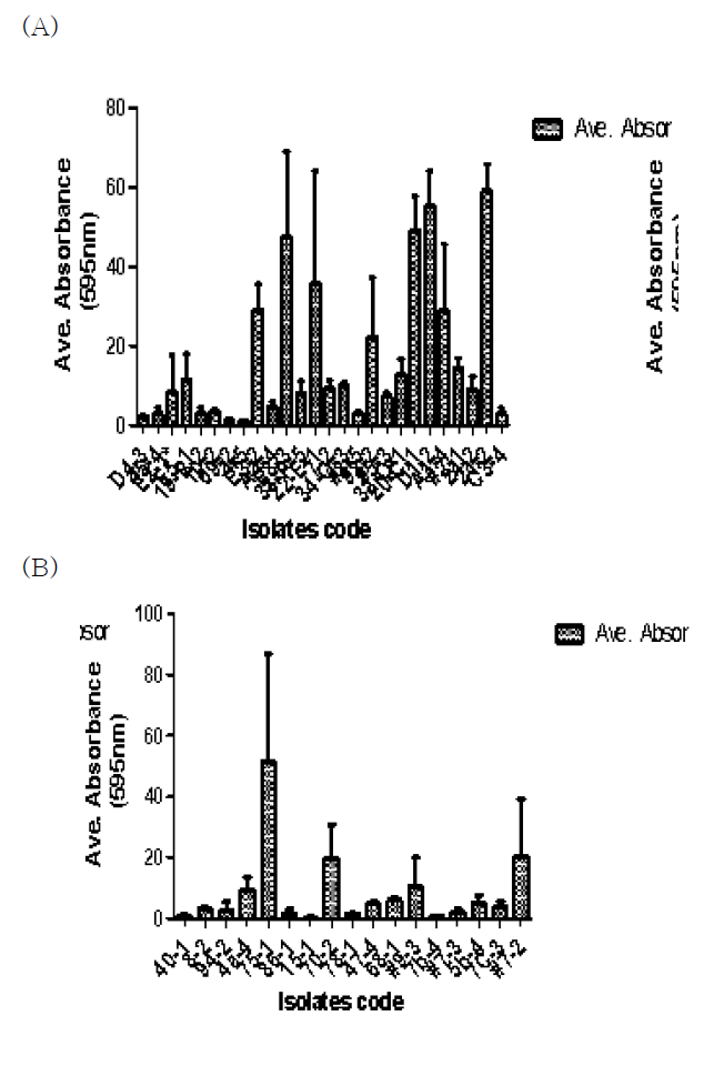 전통장류 유래 B. cereus 분 리균들의 biofilm 형성능력 시험 (A)(B) B. cereus isolate의 biofilm 형성 능력 시험 결과 예