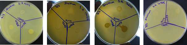 4종의 S. aureus 표준 균주간 증식 억제능 확인