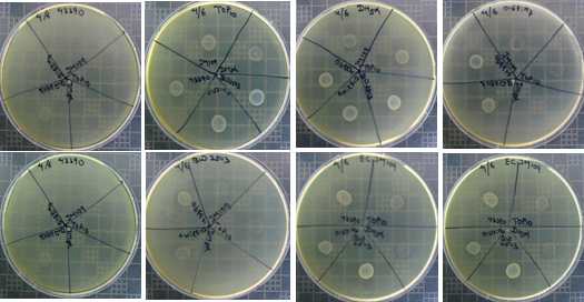 6종의 E. coli 균주간 증식 억제능 확인