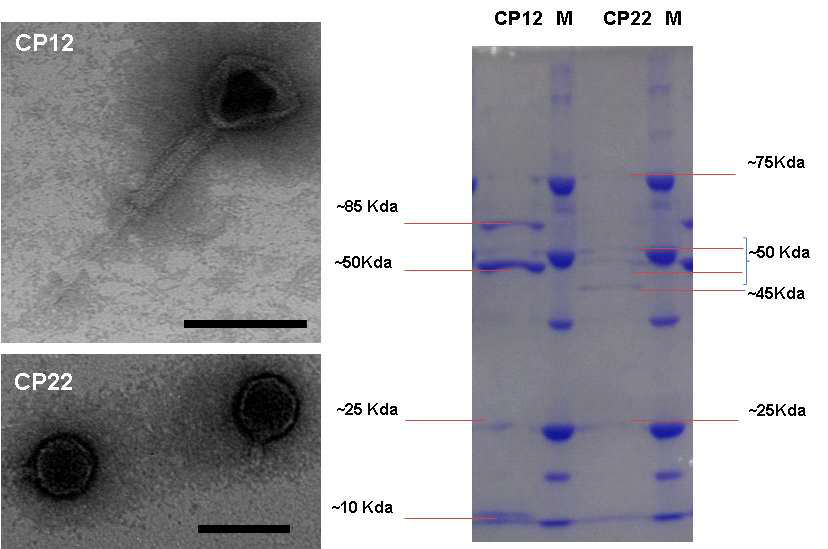 CP12와 CP22의 TEM 분석과 구조단백질 분석