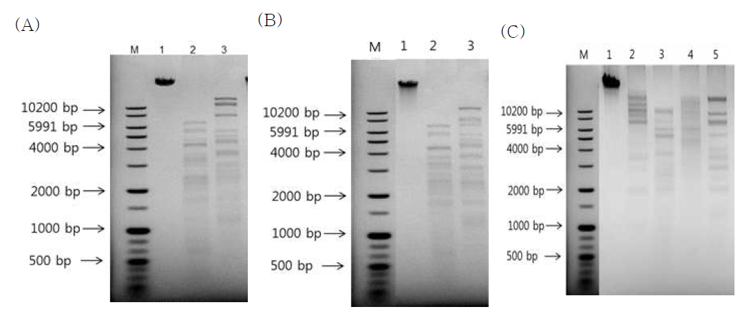 (A) BCP12 genomic DNA의 Restriction enzyme digestion pattern analysis; 1, untreated; 2, HindII treated; 3, HindIII treated. (B) BCP12 genomic DNA의 Restriction enzyme digestion pattern analysis; 1, untreated; 2, HindII treated; 3, HindIII treated. (C) ECP7 genomic DNA의 Restriction enzyme digestion pattern analysis; 1, untreated; 2, EcoRI; 3, EcoRV; 4, HindII treated; 5, HindIII treated.