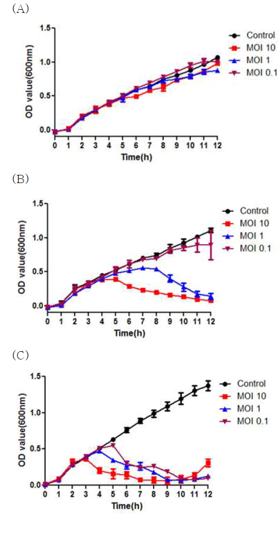 액체배지에서 BCP12 (A), BCP22 (B) 및 ECP87 (C)를 이용한 host 대상 growth inhibition study