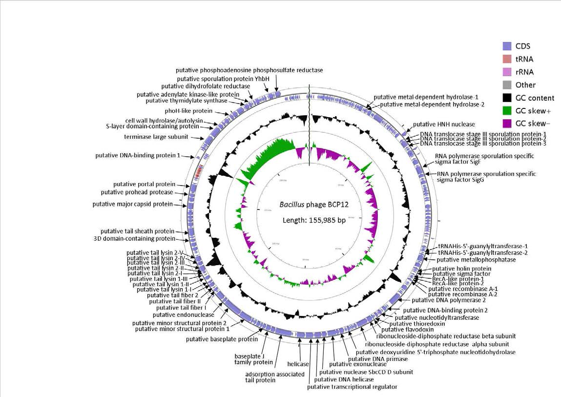 Circular Genome map of BCP12