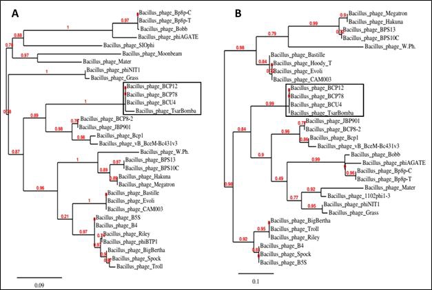 Phylogenetic analysis of the major capsid protein (A) and terminase large subunit (B) of NCBI reported Bacillus Myoviridae phages.