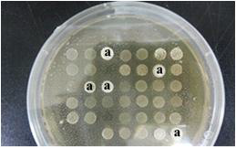 Linoleic acid tolerancy를 이용한 CLA 생산 유산균의 스크리닝