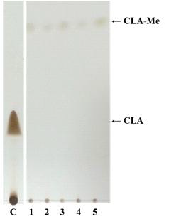Methylation 방법에 따른 methylated CLA 비교분석.