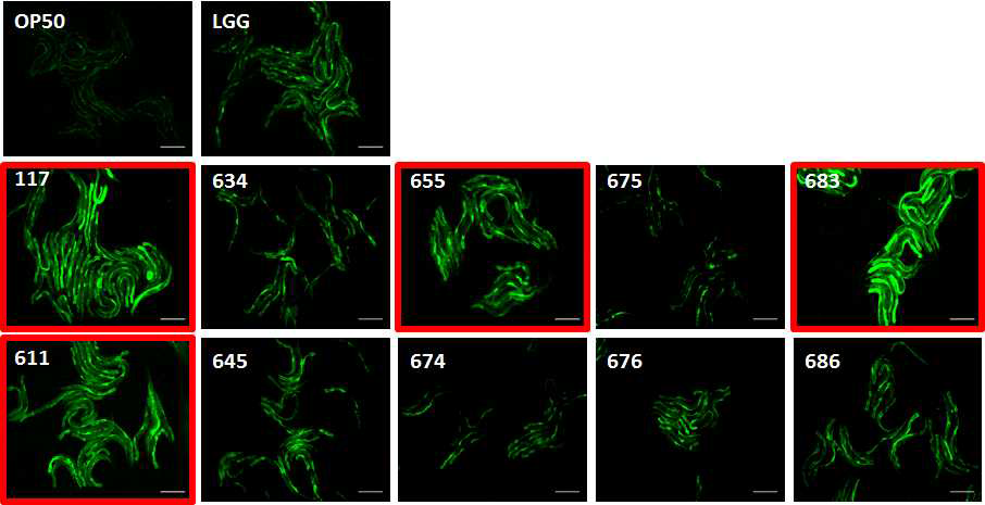 전통발효식품유래 CLA 생성 유산균에 의한 pmk-1: :GFP 유도.